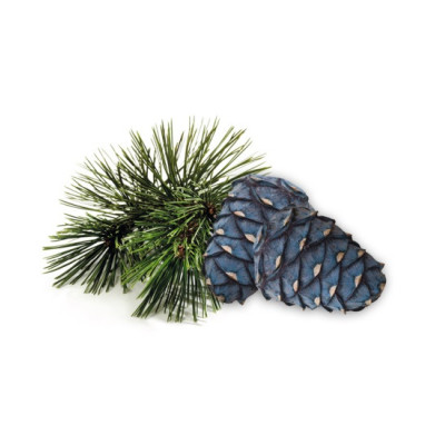 Infra parfémovaný gel Borovice Arolla