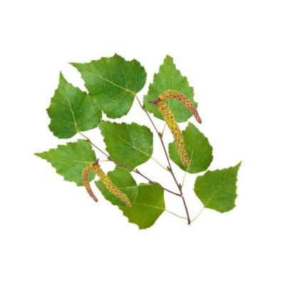 Esence Sentiotec do sauny severská bříza 100 ml